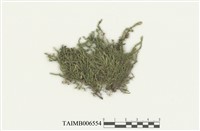 藏品(油苔科)的圖片